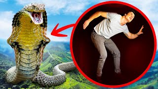Что, если самая большая в мире змея проглотит вас целиком