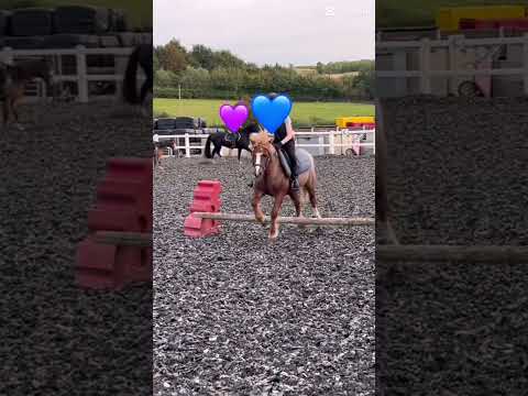 Woodyy! (Emily) #horse #equestrianjourney #horseenthusiast #horsetrack