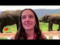 How do elephants greet each other? | REUTERS - 03:01 min - News - Video