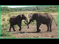 How do elephants greet each other? | REUTERS