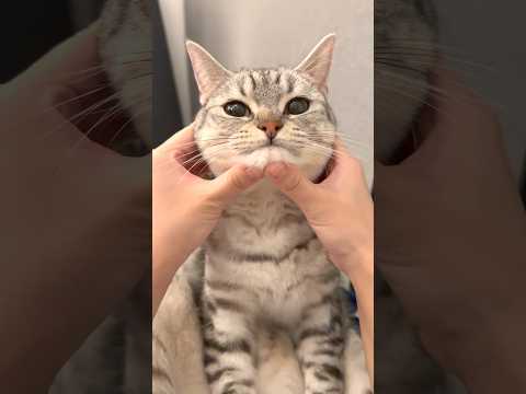 癒しの歌とかわいい猫たちの映像｜ちょびまるとちゃちゃまるの日常 サムネイル
