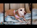 Good News: Community rallies to help reunite missing service dog Bam Bam