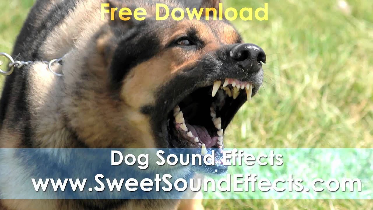 Dog Barking Sound Free Download