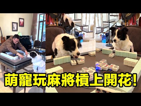 狗子成精了,麻將穩贏我沒戲🤣#边牧打麻将 #games #funny #pets #cat #麻将