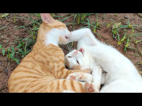 💥 LẬT MẶT PHẢN ĐÒN – MÔNG ĐỀN MÔNG 😹🔥