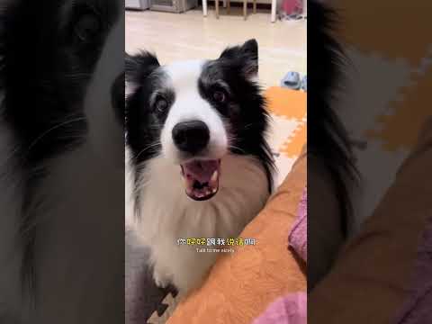 不是说祖籍英国吗? #边牧 #狗是狗边牧是边牧 #训犬 #铲屎官的乐趣
