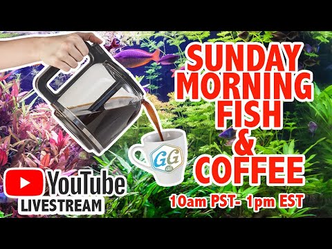 Sunday Fish and Coffee Livestream 🐟Thank you for watching and be sure to check out https_//www.ourfishcollective.com/
for all my gu