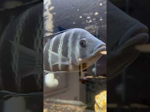 Super Aggressive Cichlid_ the Butterkoferi, or Zeb My first stop in a mini-series in New York City was at Global Fish Co. I was expecting a regular loc