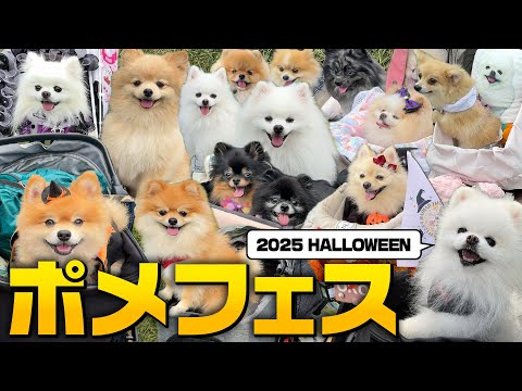 【神回】ポメラニアンフェスに潜入したらずっと可愛いすぎた…