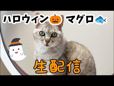 10/26 少し早いハロウィン🎃配信