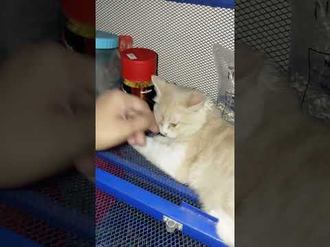 Cat Funny Videos Mochi Lover cat #cat #catvideos
