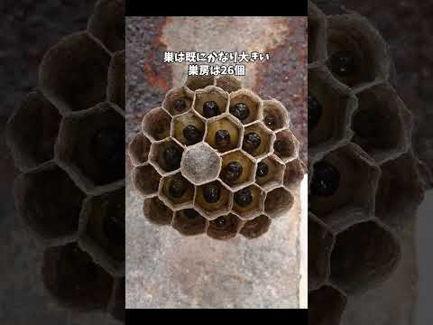 去年もいたの！？3つめのアシナガバチの巣を発見！ #アシナガバチ #昆虫観察
