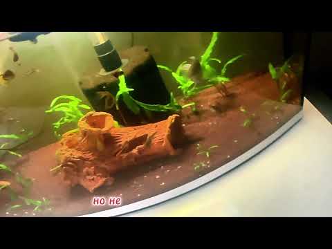 Мой аквариум день 2 #аквариум