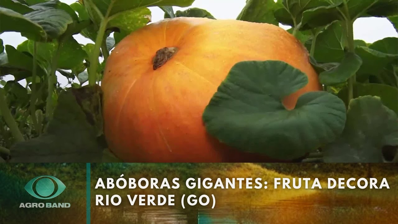 Abóboras gigantes: fruta decora Rio Verde (GO)