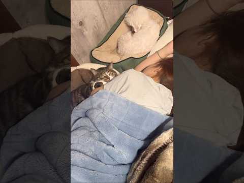 寝相が悪いママに器用に挟まる猫 #shorts #猫 #犬