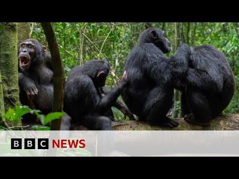 Chimpanzees in Uganda use medicinal plants as 'first aid' | BBC News