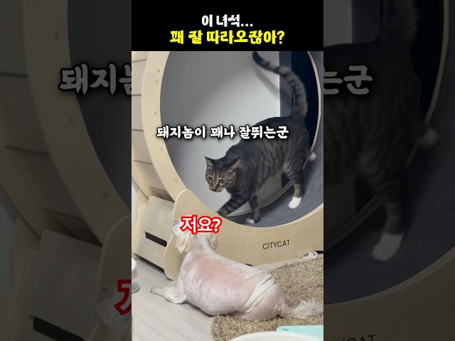 이 녀석...꽤 잘 따라오잖아?