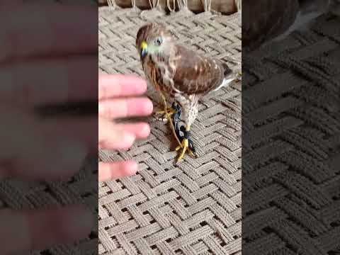 Shikra bird #birds #eaglehunting #animaltrap #animals