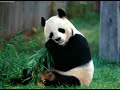 Sad Panda