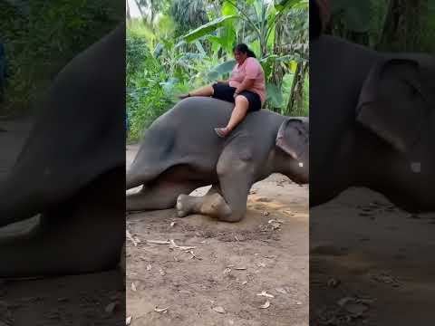 He don’t wanna go 😀😀 #funny #ai #shorts #funnyanimals #ytshorts #aiartcommunity