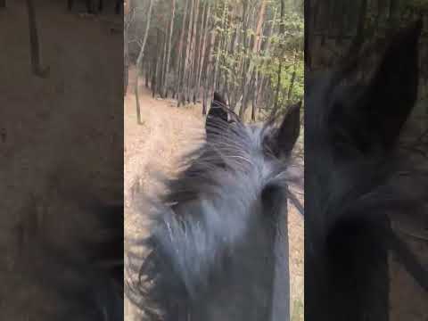 Зараз рись буде...❤️🔥🐎2025 р.