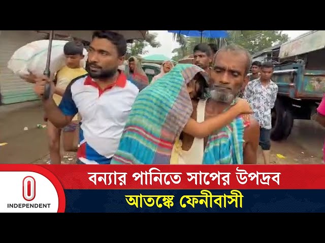 বন্যার পানিতে সাপের উপদ্রব, আতঙ্কে ফেনীবাসী | Flood | Feni | Independent TV