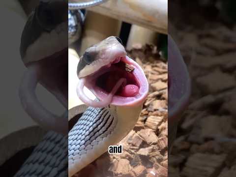 How Snakes Eat - Feeding 5 Snakes #reptiles #herpetology #interesting #animaleducation #emzotic