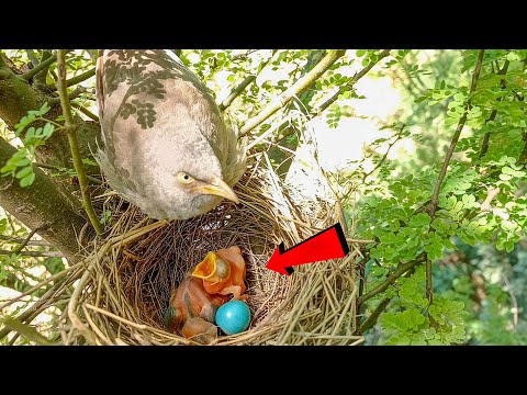 There is a cuckoo baby in the wild babbler bird’s nest