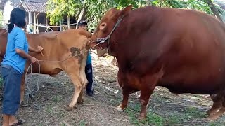 Buffalo bull Carolina pantera en la ciudad' | Toro y Vaca 2020