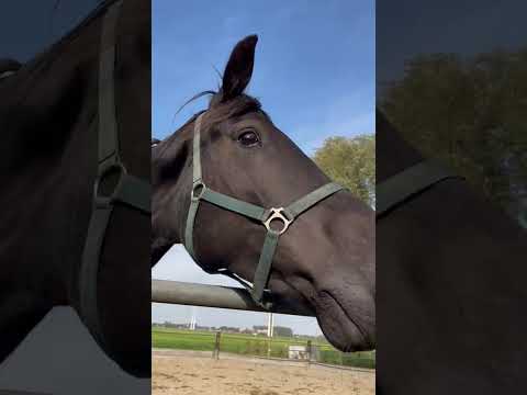 #horse #After Forever #