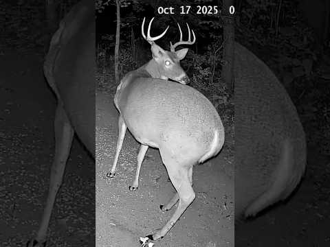 MAJESTIC BUCK CAUGHT ON CAMERA Cleaning Himself 🦌 | Up Close Deer Footage in the Wild #shorts