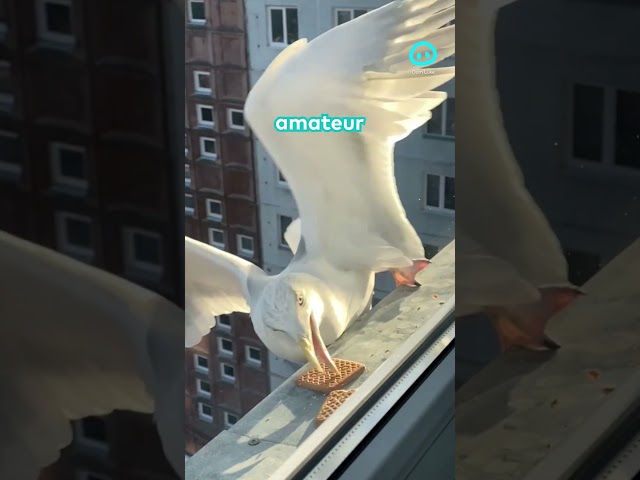 Some Birds More Successful Than Others at Grabbing Cookies || ViralHog Shorts