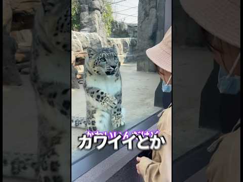 ユキヒョウは雪山の王なのにビビリ？おもちゃに怖がる姿が可愛すぎた