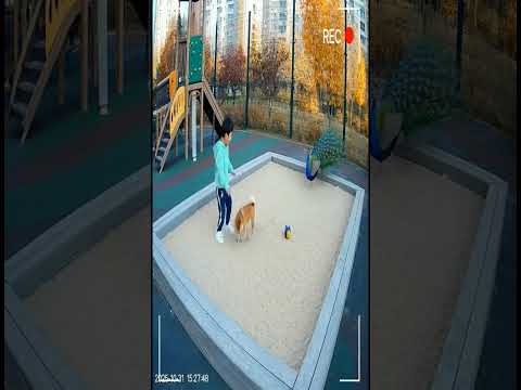 놀이터에 공작새?