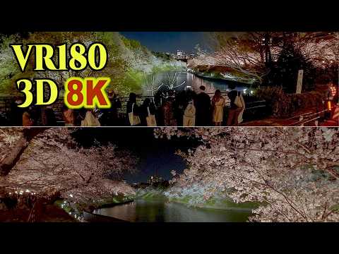 [ 8K 3D VR180 ] 満開を迎えた千鳥ヶ淵の夜桜 2026