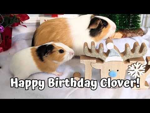 Clover's 1st Birthday! ❤️ (Cute Baby Piggy Videos!) ❤️