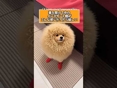 犬の動画サムネイル - 犬さんの動画見て笑ったら寝ろwww　#犬 #笑える #犬のいる生活 #犬のいる生活