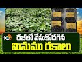 రబీలో వేసుకోదగిన మినుము రకాలు | Best Black Gram Varities For Rabi Season | 10TV News
