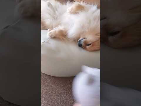 もんちゃんのお父さんの口がくちゃすぎて発狂するぴょこ#モモンガ#そろそろ寿司を食べないと死ぬぜ