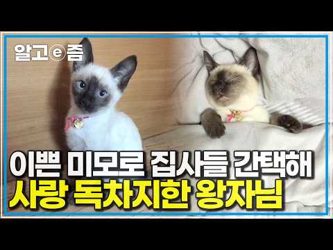 귀여운 미모와 애교로 <strong>가족들의</strong> 사랑을 한몸에 받는 샴고양이의 반전 일상｜고양이를 부탁해｜알고e즘