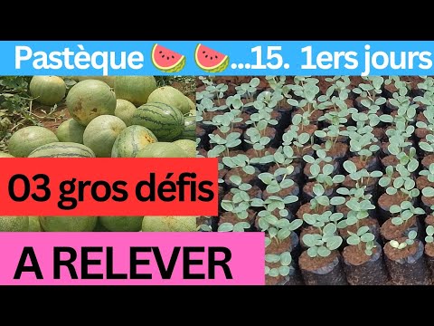 Culture de la pastèque : comment braver les défis des 15 premiers jours ?