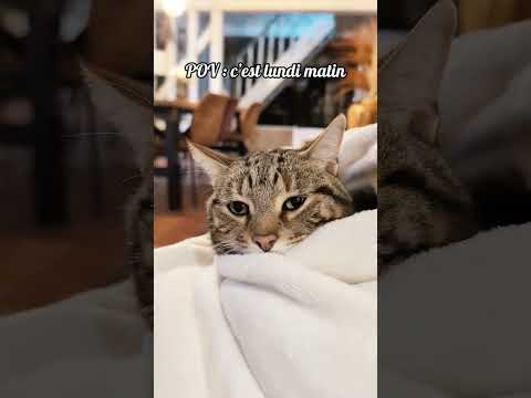 POV : quand le réveil sonne un lundi matin… 💤