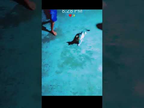 youtube video cute cat playing with araaf