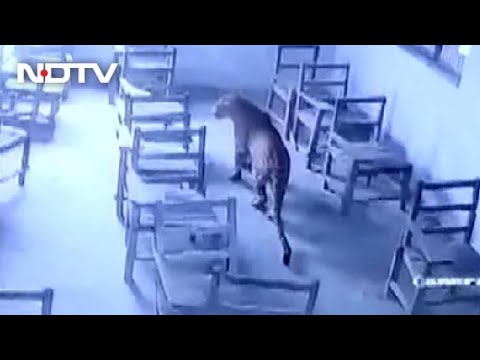 Leopard strays into classroom, injures student