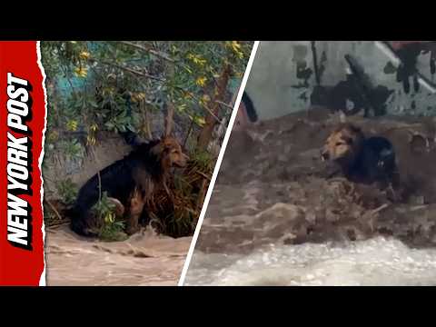 Stray Dog Pulls Off Miraculous Survival After Hours in Raging Chilean River