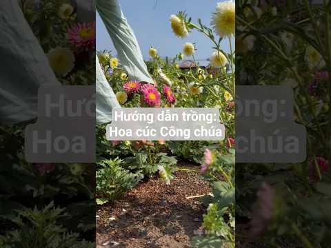 Hướng dẫn trồng: Hoa Cúc Công Chúa - Rạng Đông Seeds #hatgiongrangdong #rangdongseeds
