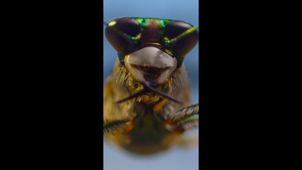 Who needs ASMR when you have bugs? 🐛 #ARealBugsLife