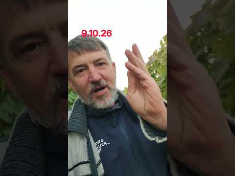 Момент на винограднику.