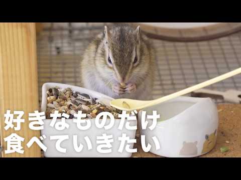 好きなものだけ食べるリス生でありたい