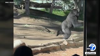 Gorilla slams into glass at San Diego Zoo, video shows